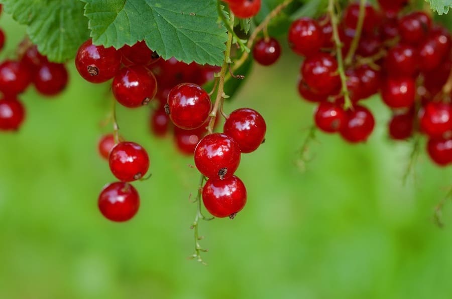 coltivazione del ribes