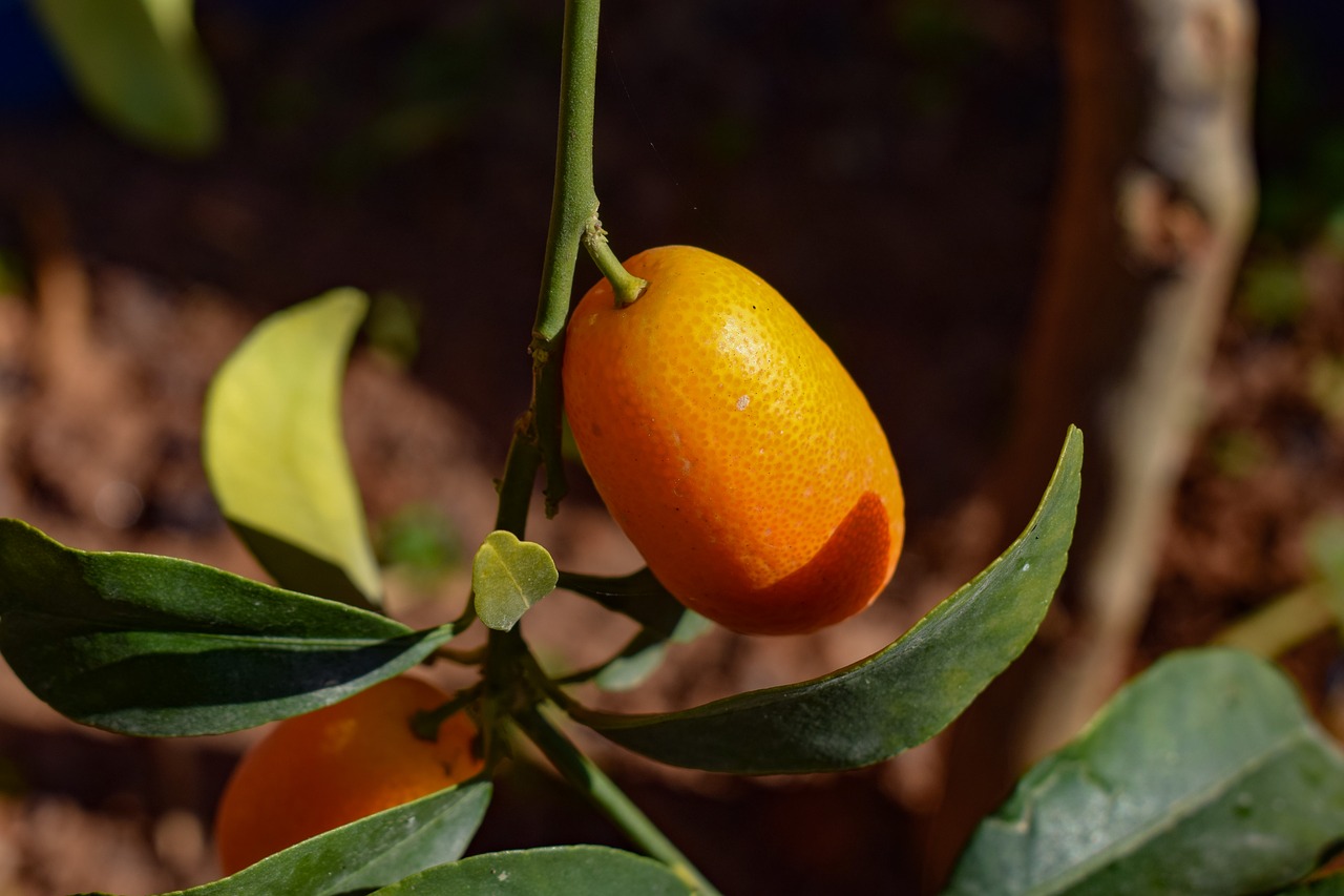 come coltivare il kumquat