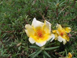 come coltivare portulaca