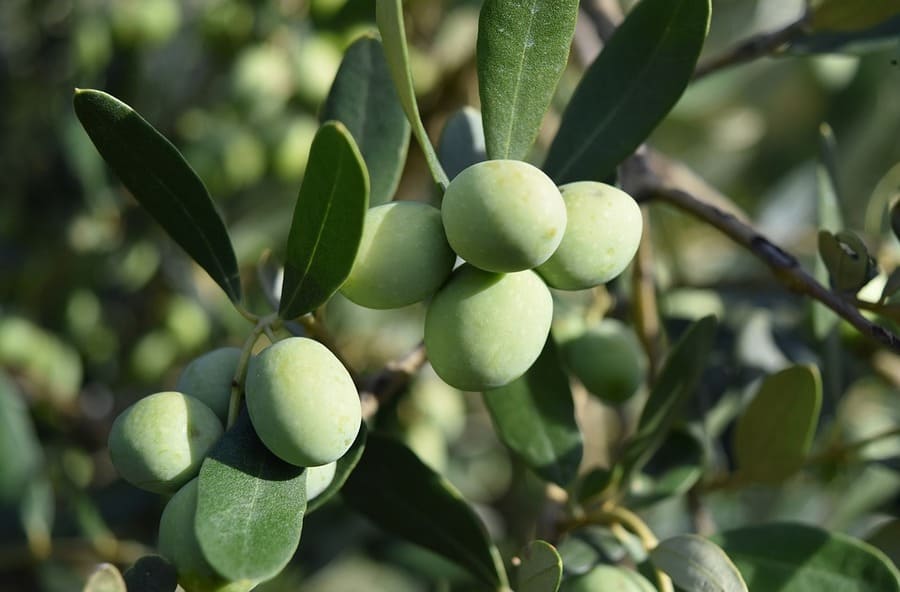 concime foglie olivo