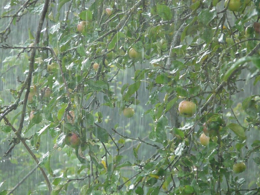 maltempo agricoltura