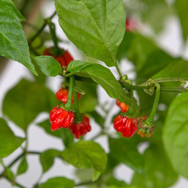 carolina reaper
