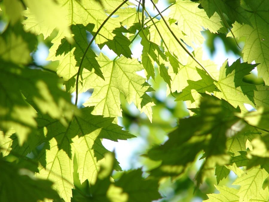 fertilizzante foglie