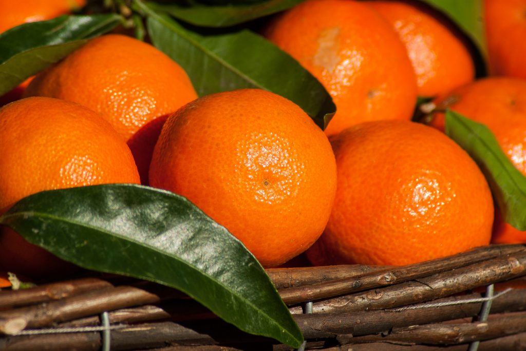 Coltivazione del mandarino