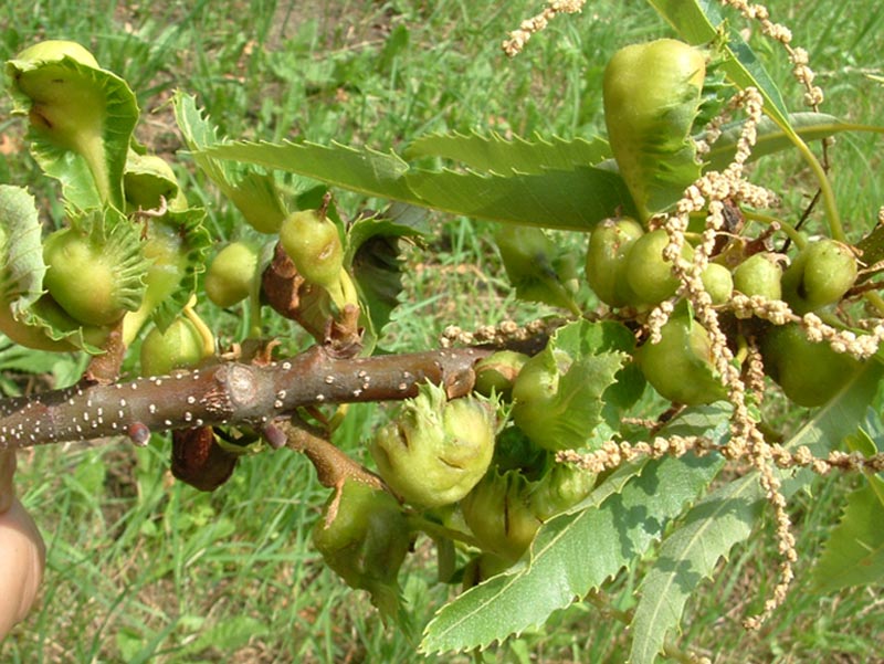 cinipide del castagno