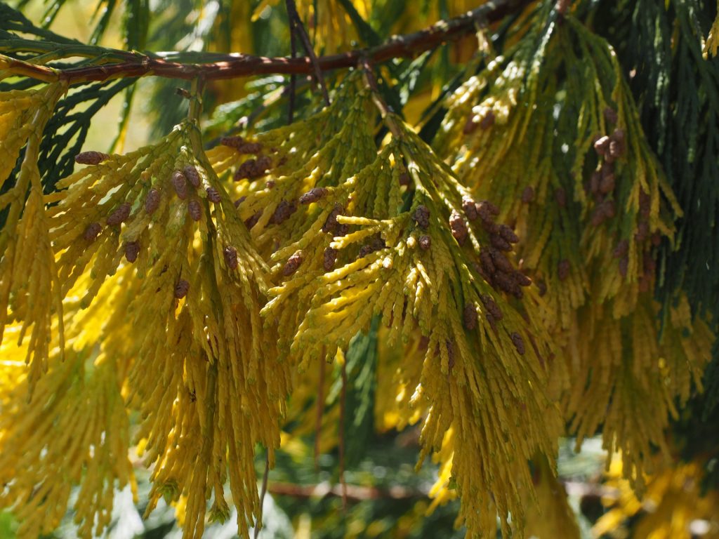 Coltivazione del cedro