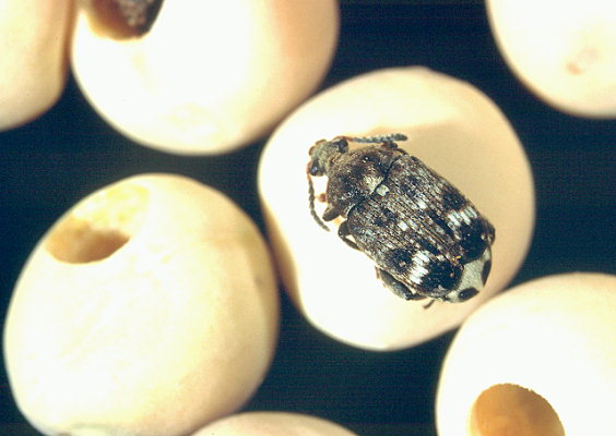 Tonchio del pisello