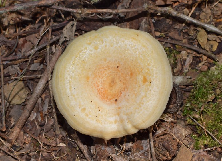 lactarius deliciosus