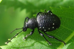 oziorrinco nero