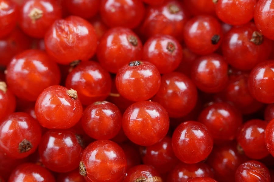 ribes coltivazione