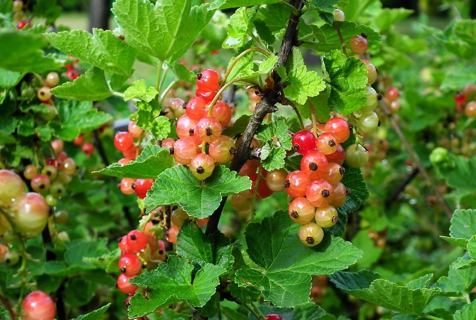 ribes proprieta