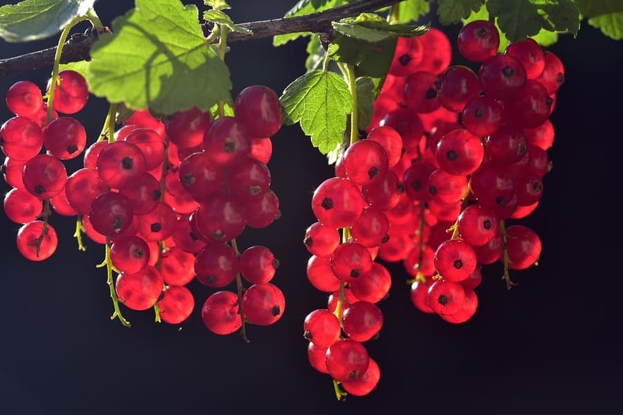 ribes rosso