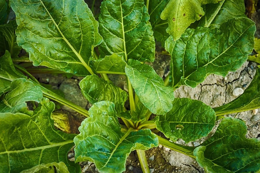 spinaci