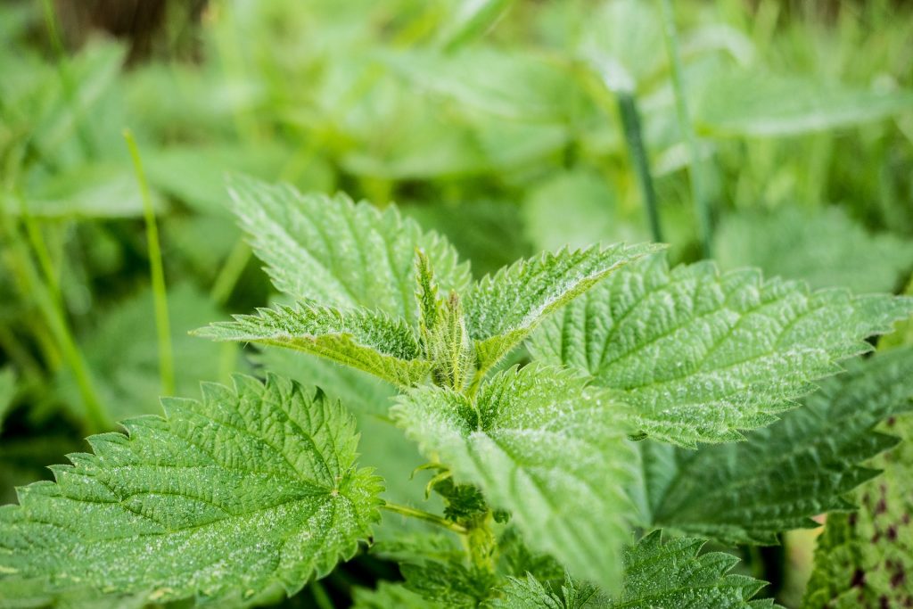 Antiparassitari naturali