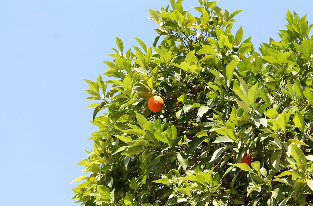 tangerine-3462204_1920