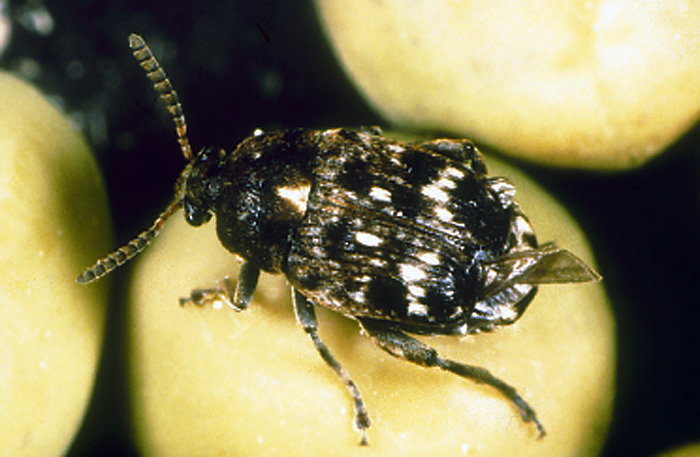 Tonchio del pisello