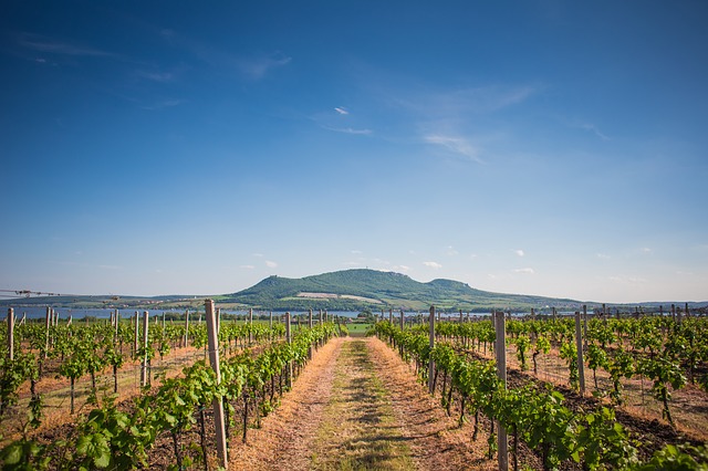 impianto vigneto