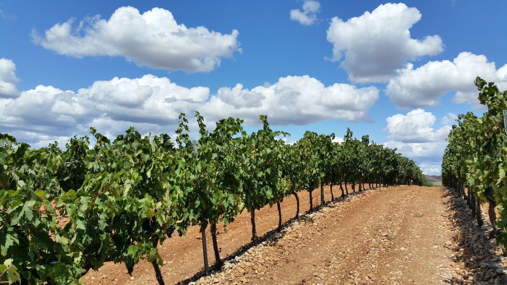 Inerbimento del vigneto