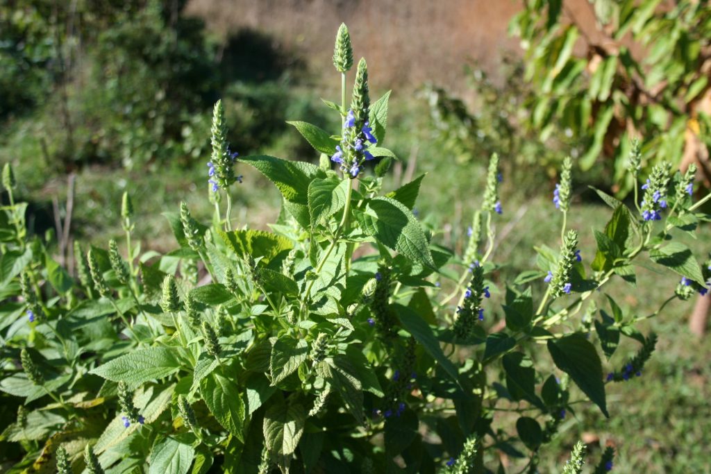 La coltivazione della Salvia Hispanica