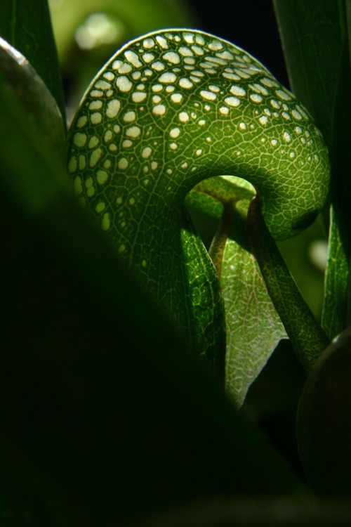Darlingtonia Californica