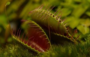 Dionaea muscipula