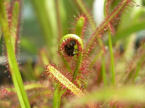 Drosophyllum