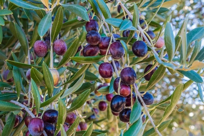albero di olivo