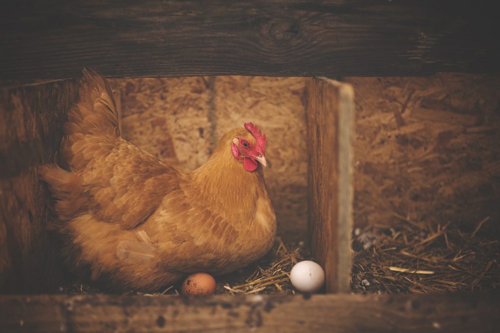 Allevare galline ovaiole a terra