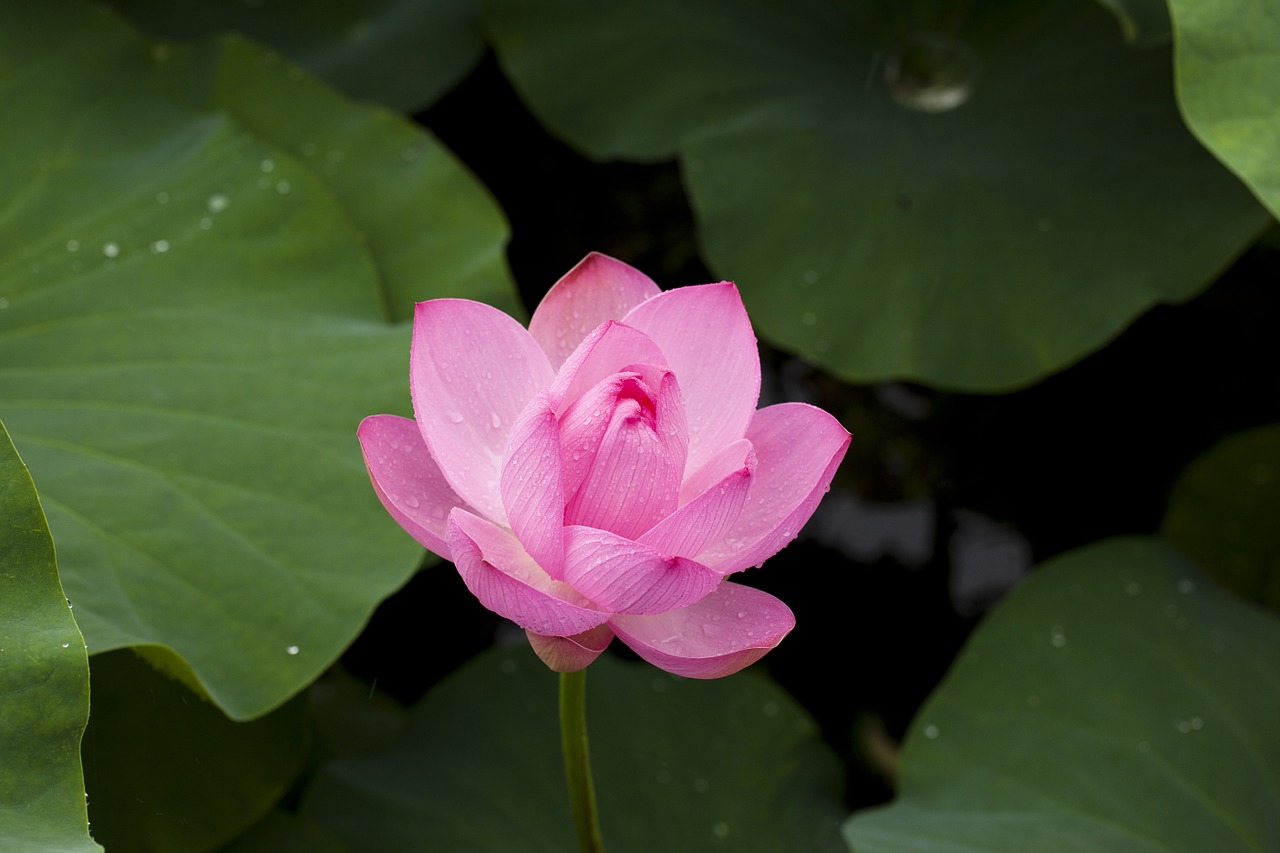 app che riconosce fiori e piante