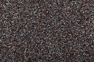 Germinazione del seme