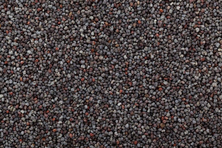 Germinazione del seme