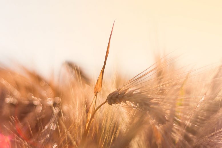 Coltivazione dell'orzo