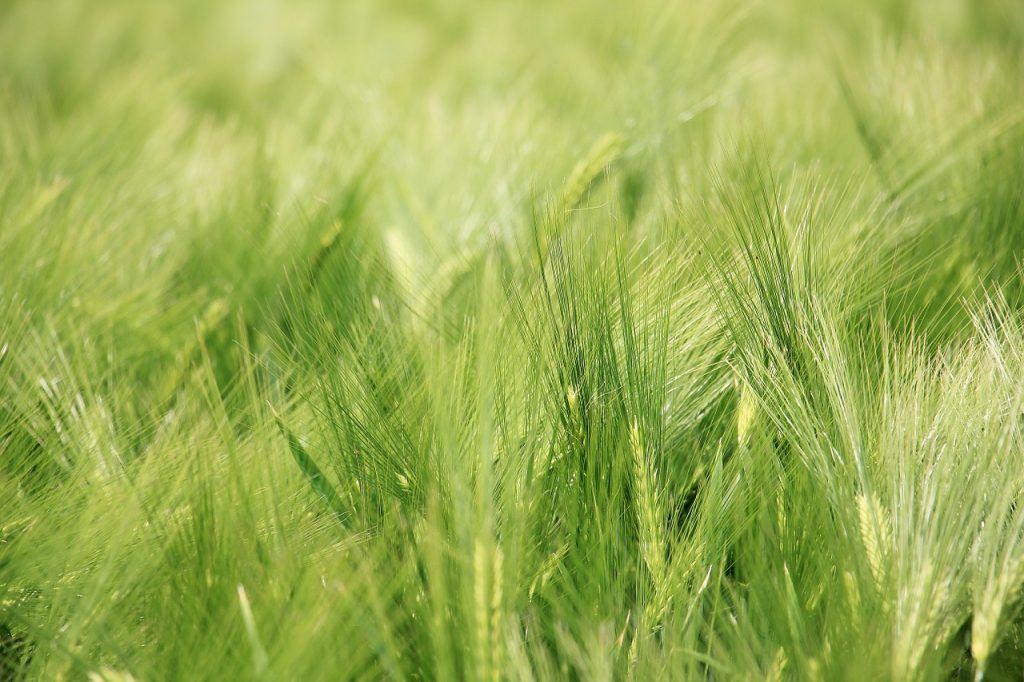 Coltivazione dell'orzo