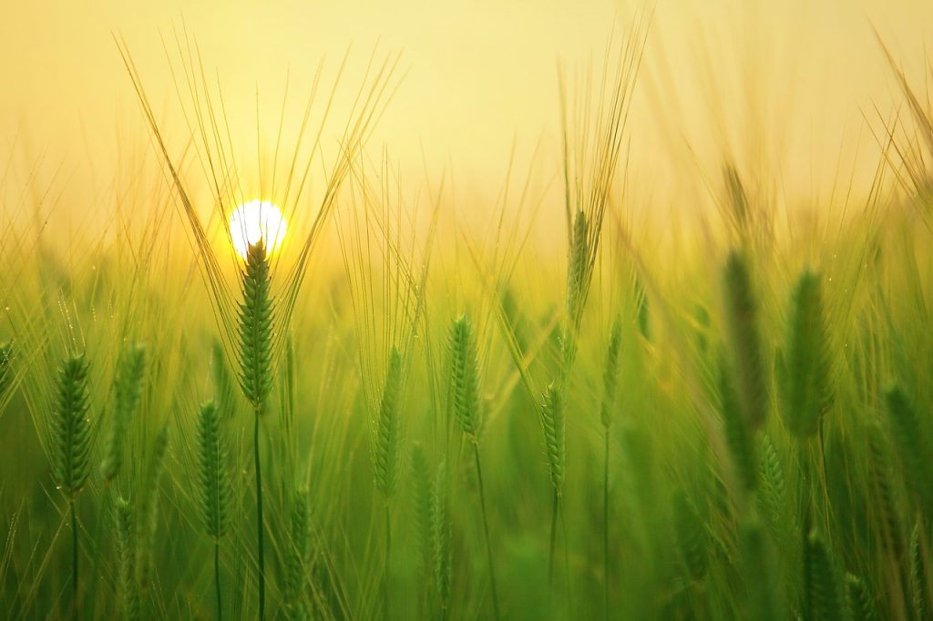 Coltivazione dell'orzo