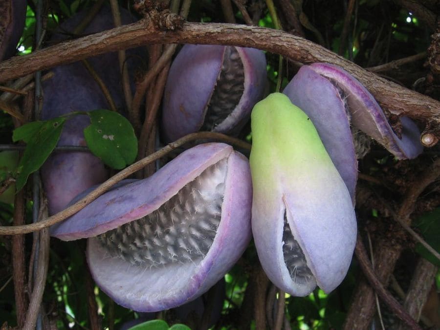 Akebia