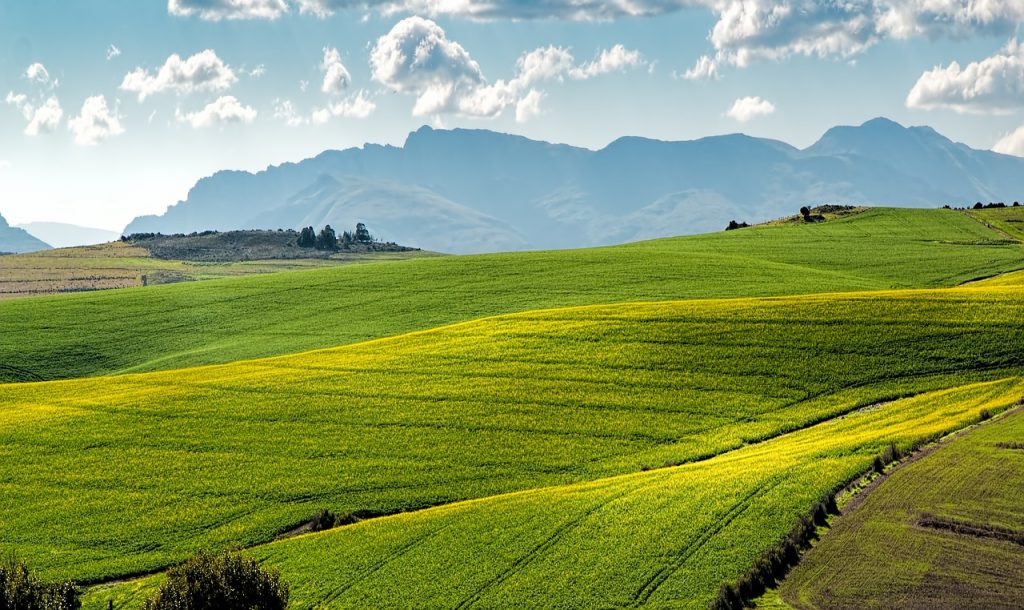 la coltivazione della colza