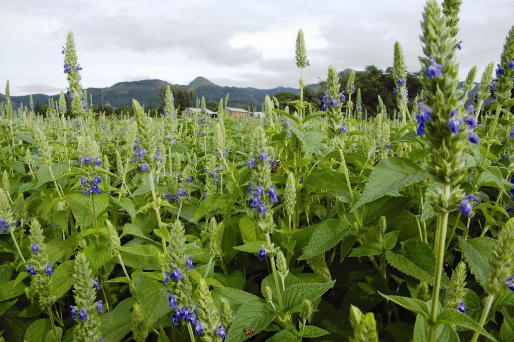 La coltivazione della Salvia Hispanica