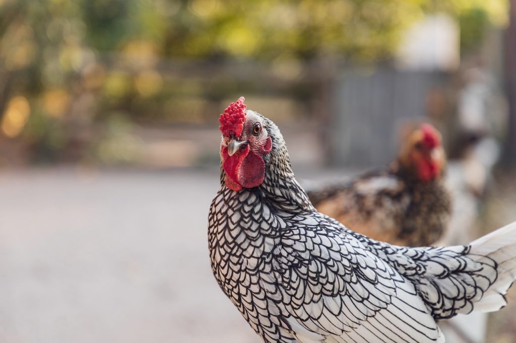 Allevare galline ovaiole a terra