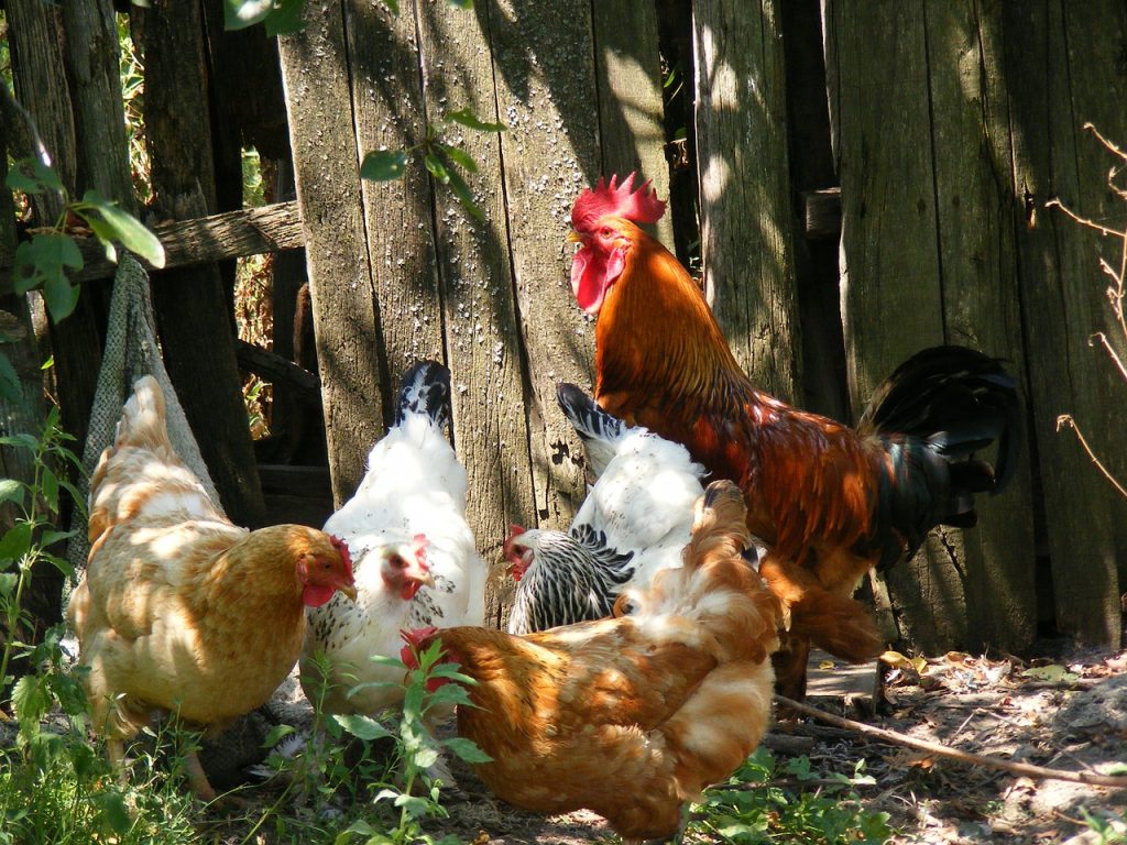 Allevare galline ovaiole a terra