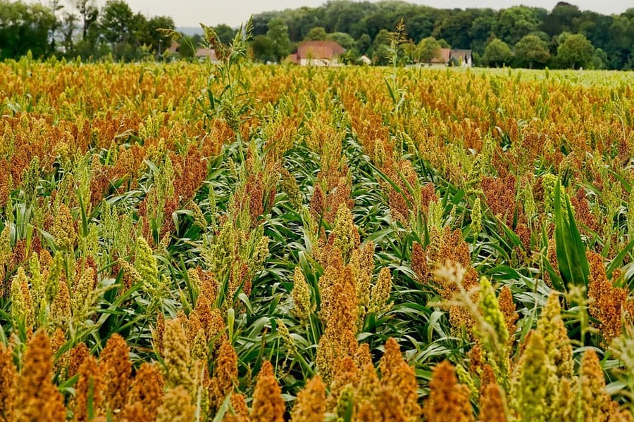 coltivare il sorgo