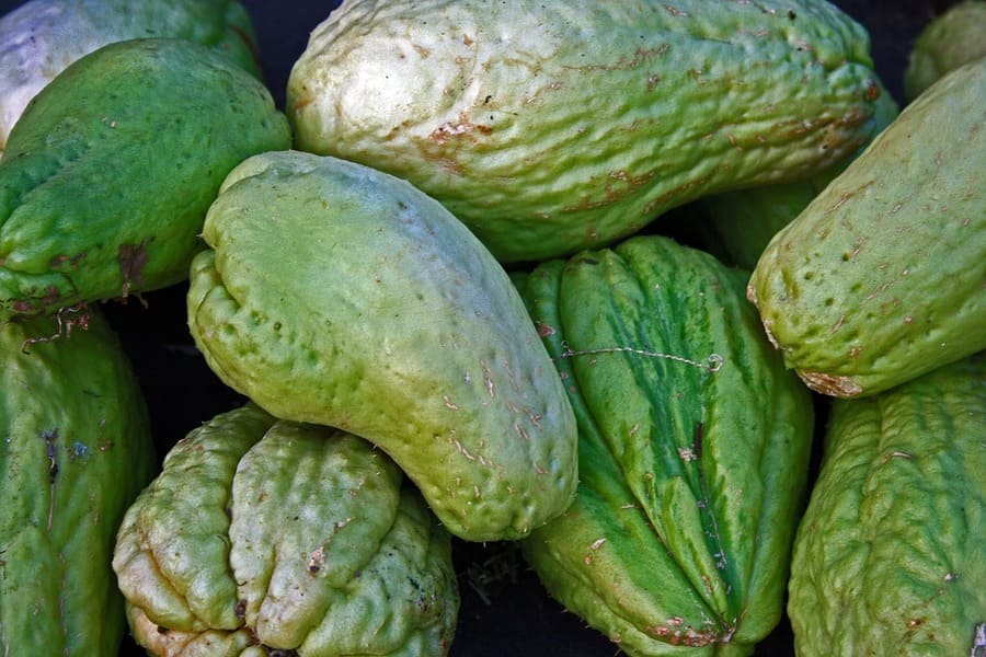 coltivare zucca spinosa
