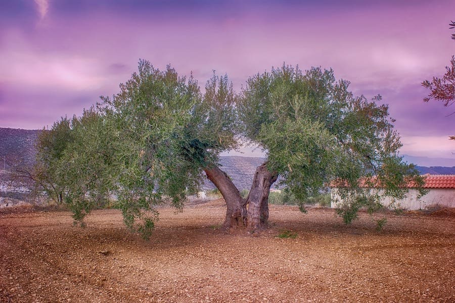 concime per olivo