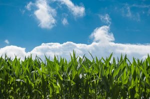 Black Friday in agricoltura