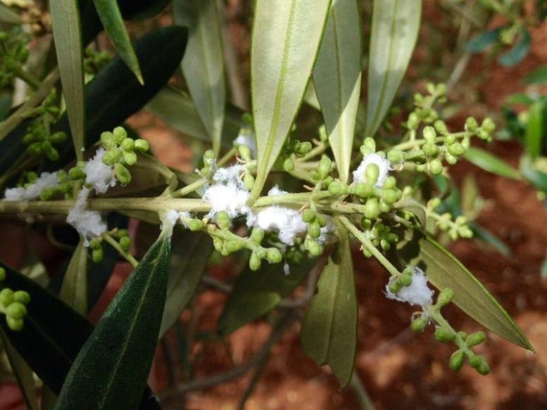 cotonello