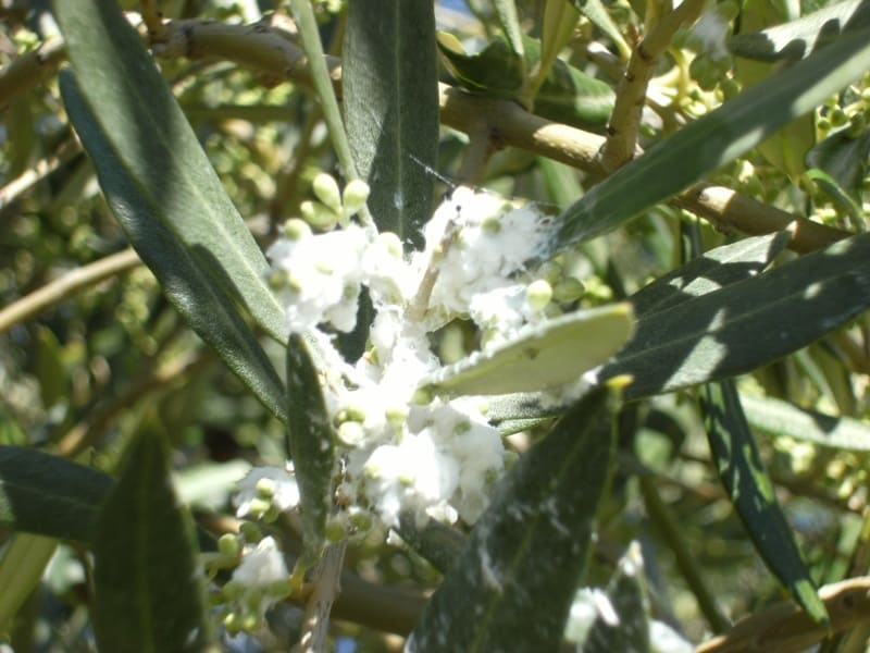 cotonello dell'olivo trattamenti