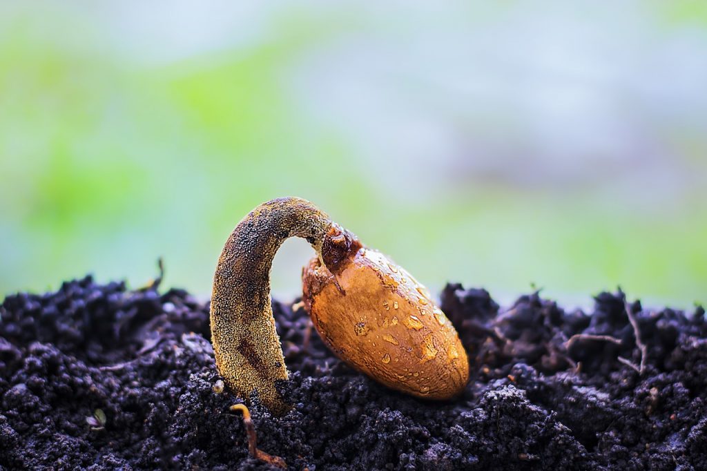 Germinazione del seme