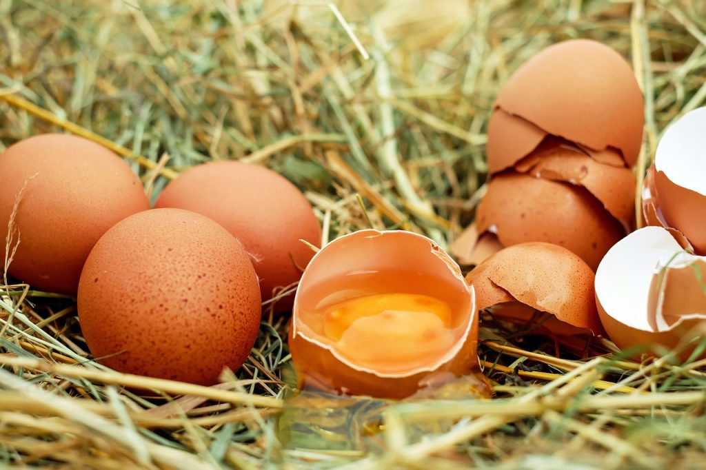 Allevare galline ovaiole a terra