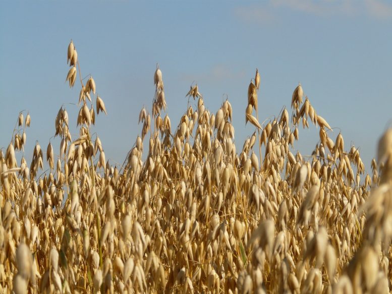 Coltivare l'avena sativa