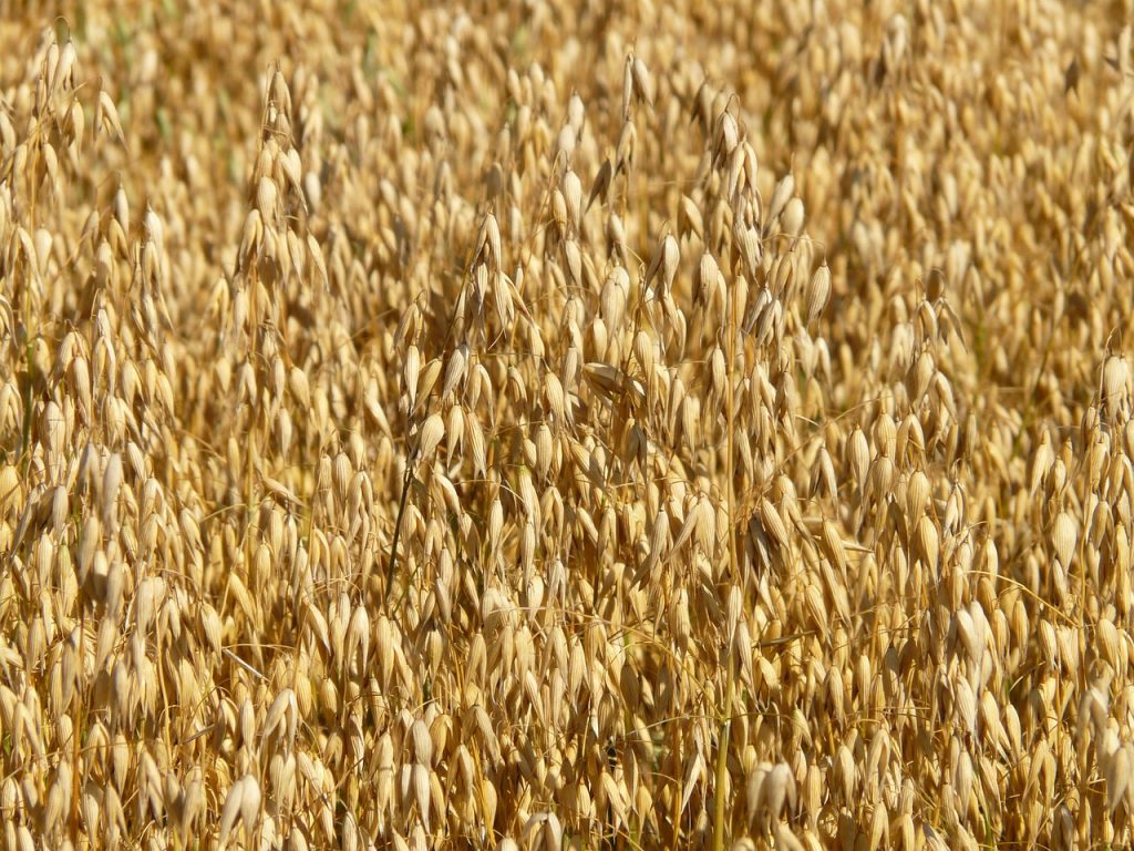 Coltivare l'avena sativa