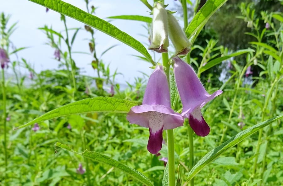 fiori di sesamo
